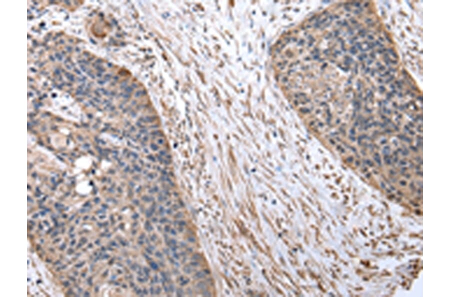 Immunohistochemistry - FZR1 Antibody from Signalway Antibody (43031) - Antibodies.com