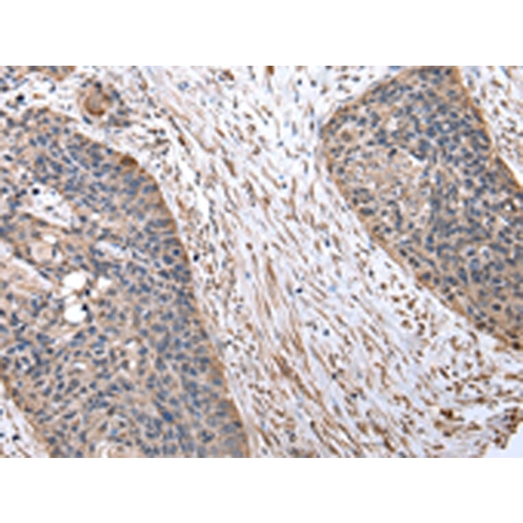 Immunohistochemistry - FZR1 Antibody from Signalway Antibody (43031) - Antibodies.com