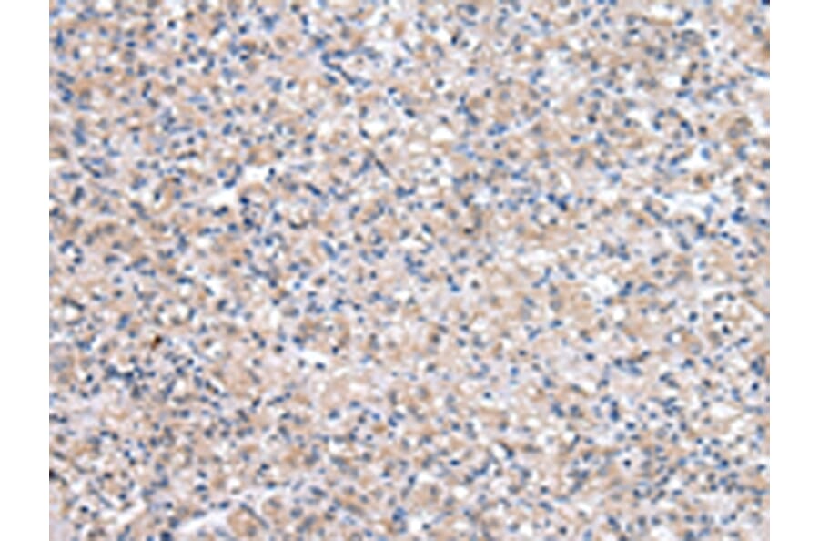 Immunohistochemistry - QDPR Antibody from Signalway Antibody (43037) - Antibodies.com