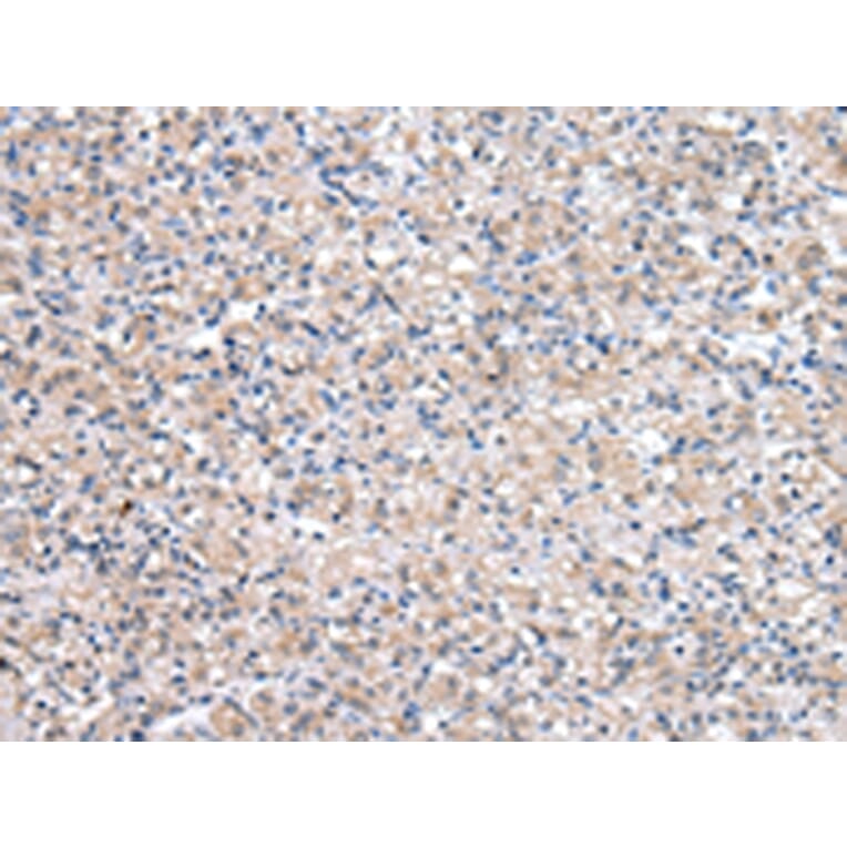 Immunohistochemistry - QDPR Antibody from Signalway Antibody (43037) - Antibodies.com