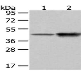 CD14 Antibody from Signalway Antibody (43038) - Antibodies.com