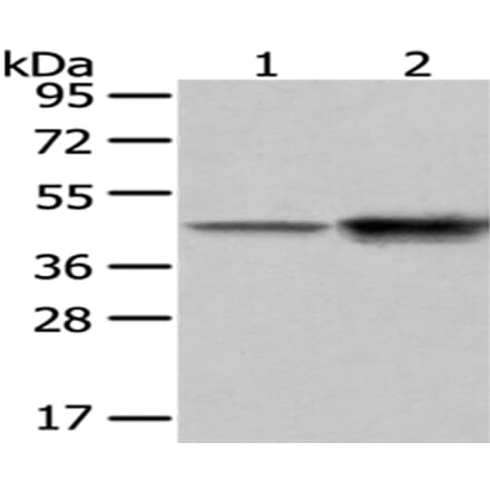 CD14 Antibody from Signalway Antibody (43038) - Antibodies.com