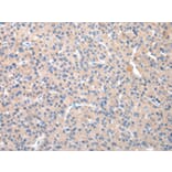 Immunohistochemistry - TCN2 Antibody from Signalway Antibody (43039) - Antibodies.com