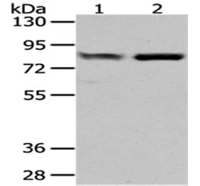GUSB Antibody from Signalway Antibody (43041) - Antibodies.com