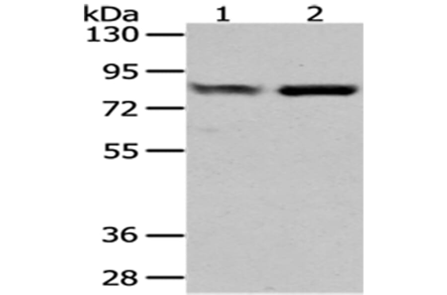 GUSB Antibody from Signalway Antibody (43041) - Antibodies.com