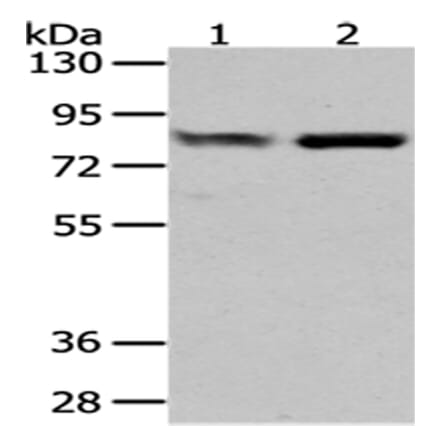 GUSB Antibody from Signalway Antibody (43041) - Antibodies.com