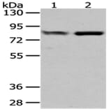 GUSB Antibody from Signalway Antibody (43041) - Antibodies.com