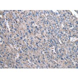 Immunohistochemistry - GUSB Antibody from Signalway Antibody (43041) - Antibodies.com