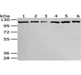 SND1 Antibody from Signalway Antibody (43043) - Antibodies.com