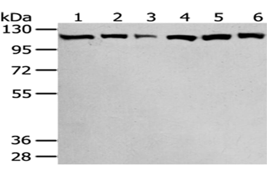 SND1 Antibody from Signalway Antibody (43043) - Antibodies.com