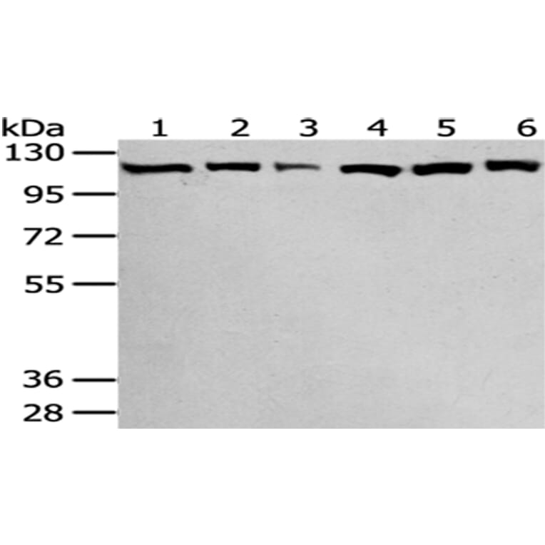 SND1 Antibody from Signalway Antibody (43043) - Antibodies.com