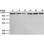 SND1 Antibody from Signalway Antibody (43043) - Antibodies.com