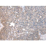 Immunohistochemistry - SND1 Antibody from Signalway Antibody (43043) - Antibodies.com