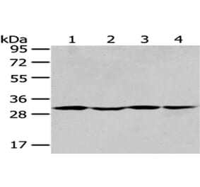 SBDS Antibody from Signalway Antibody (43044) - Antibodies.com