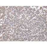 Immunohistochemistry - SBDS Antibody from Signalway Antibody (43044) - Antibodies.com