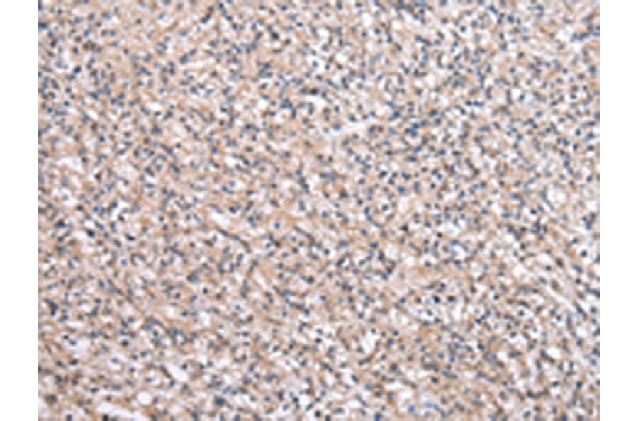 Immunohistochemistry - SBDS Antibody from Signalway Antibody (43044) - Antibodies.com