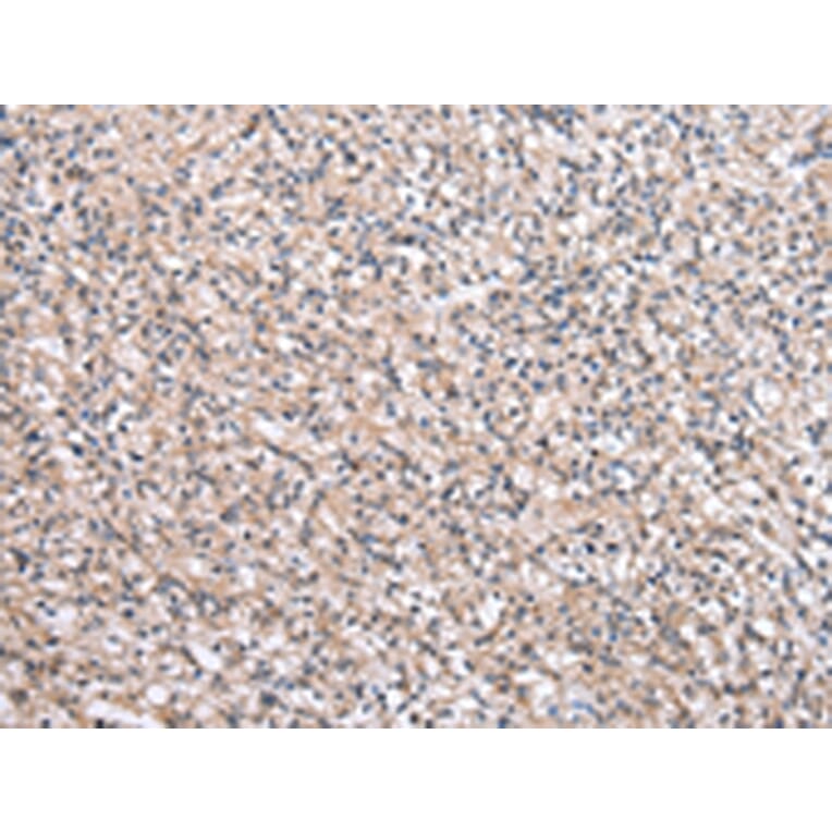 Immunohistochemistry - SBDS Antibody from Signalway Antibody (43044) - Antibodies.com