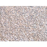 Immunohistochemistry - SBDS Antibody from Signalway Antibody (43044) - Antibodies.com