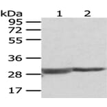 COMT Antibody from Signalway Antibody (43047) - Antibodies.com