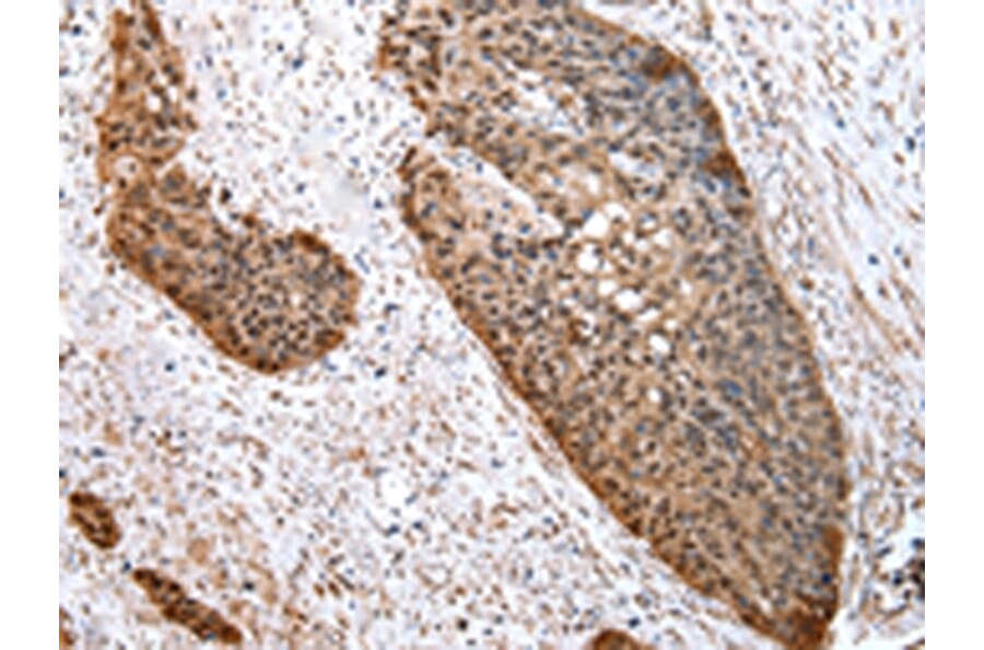 Immunohistochemistry - COMT Antibody from Signalway Antibody (43047) - Antibodies.com