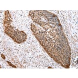 Immunohistochemistry - COMT Antibody from Signalway Antibody (43047) - Antibodies.com