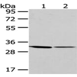 M6PR Antibody from Signalway Antibody (43050) - Antibodies.com