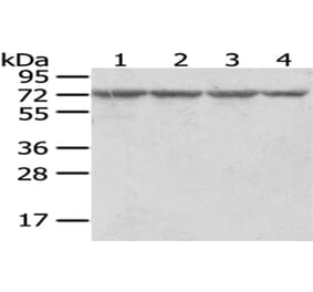 RARS Antibody from Signalway Antibody (43054) - Antibodies.com