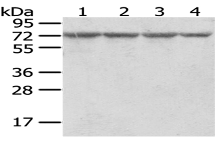 RARS Antibody from Signalway Antibody (43054) - Antibodies.com