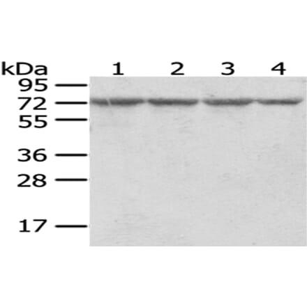 RARS Antibody from Signalway Antibody (43054) - Antibodies.com