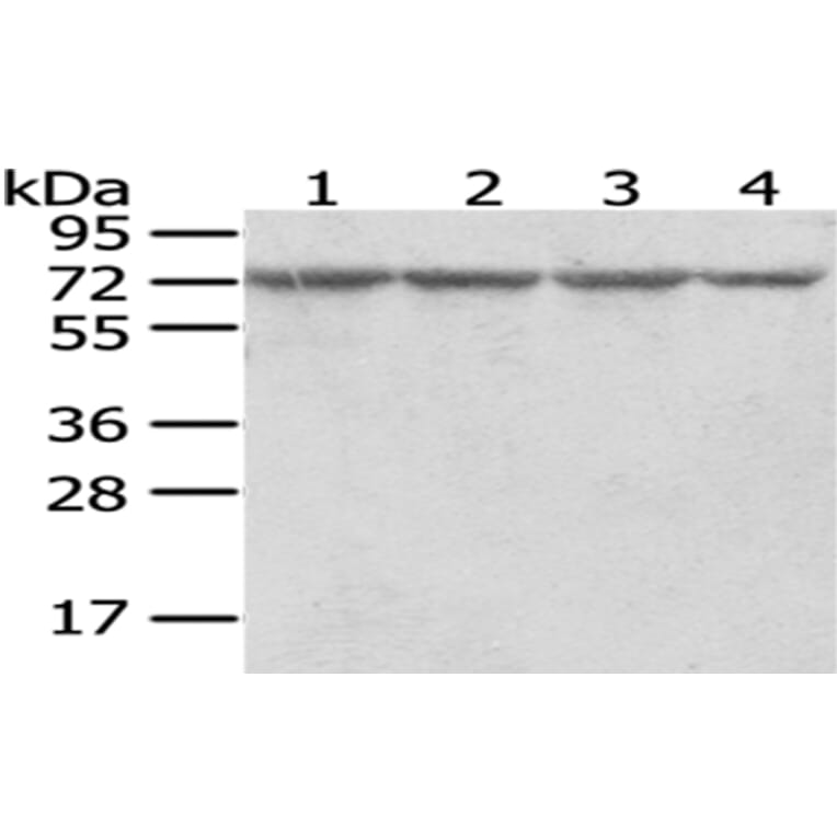 RARS Antibody from Signalway Antibody (43054) - Antibodies.com