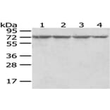 RARS Antibody from Signalway Antibody (43054) - Antibodies.com