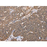 Immunohistochemistry - RARS Antibody from Signalway Antibody (43054) - Antibodies.com