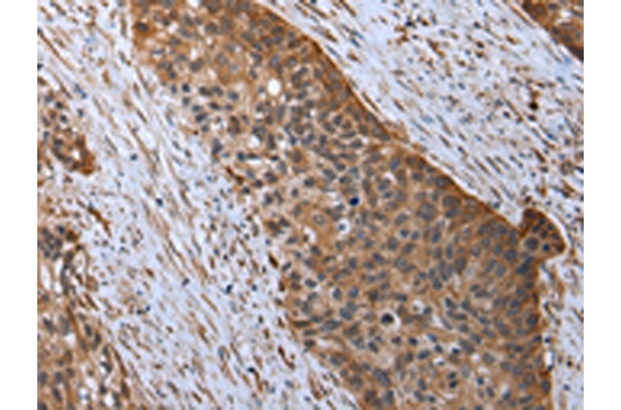 Immunohistochemistry - RARS Antibody from Signalway Antibody (43054) - Antibodies.com