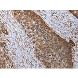 Immunohistochemistry - RARS Antibody from Signalway Antibody (43054) - Antibodies.com
