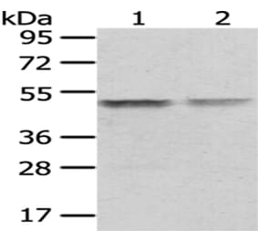 TUFM Antibody from Signalway Antibody (43059) - Antibodies.com