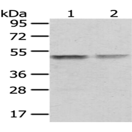 TUFM Antibody from Signalway Antibody (43059) - Antibodies.com