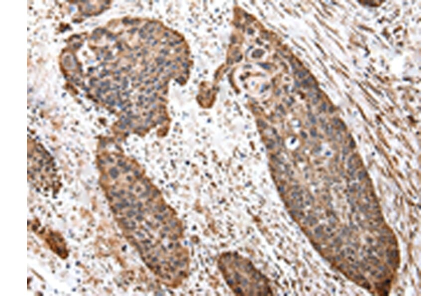 Immunohistochemistry - TUFM Antibody from Signalway Antibody (43059) - Antibodies.com