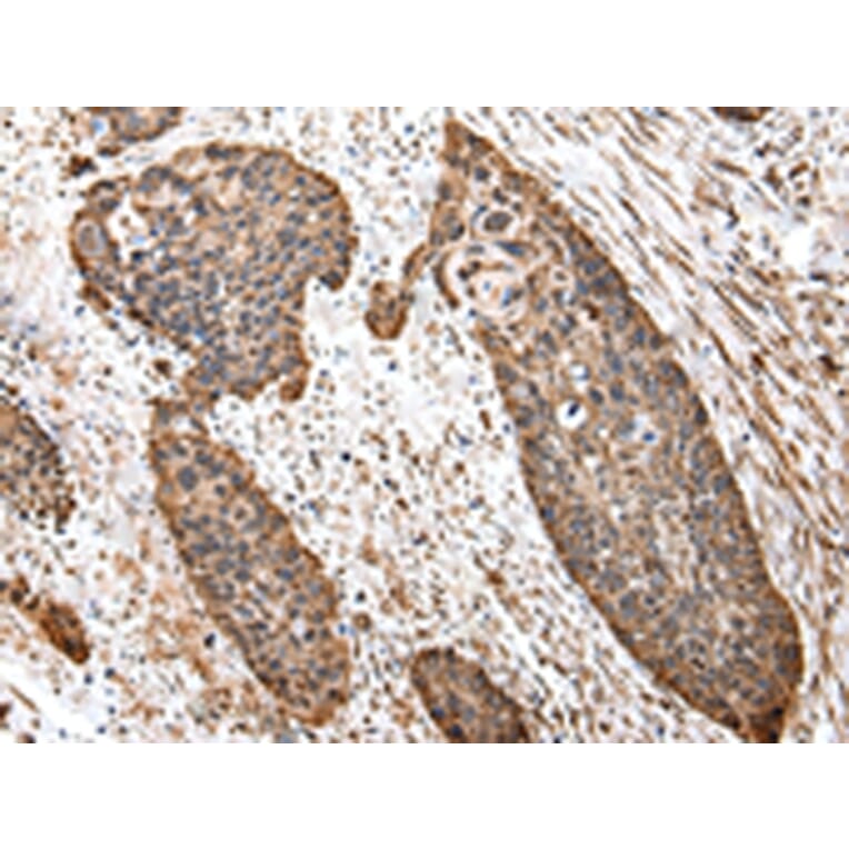 Immunohistochemistry - TUFM Antibody from Signalway Antibody (43059) - Antibodies.com