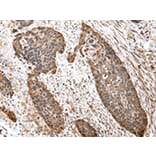 Immunohistochemistry - TUFM Antibody from Signalway Antibody (43059) - Antibodies.com