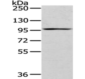 H6PD Antibody from Signalway Antibody (43061) - Antibodies.com