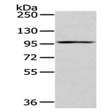 H6PD Antibody from Signalway Antibody (43061) - Antibodies.com