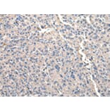 Immunohistochemistry - CCT2 Antibody from Signalway Antibody (43067) - Antibodies.com