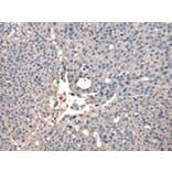 Immunohistochemistry - CCT2 Antibody from Signalway Antibody (43067) - Antibodies.com