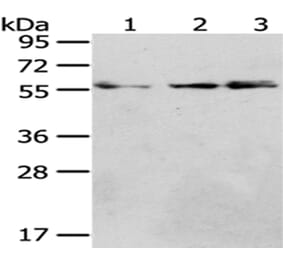 CCT4 Antibody from Signalway Antibody (43068) - Antibodies.com
