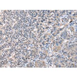 Immunohistochemistry - CCT4 Antibody from Signalway Antibody (43068) - Antibodies.com