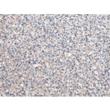 Immunohistochemistry - CCT4 Antibody from Signalway Antibody (43068) - Antibodies.com