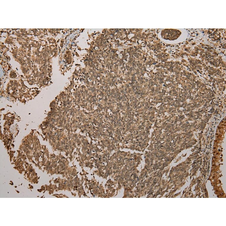 Immunohistochemistry - GALE Antibody from Signalway Antibody (43075) - Antibodies.com