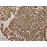 Immunohistochemistry - GALE Antibody from Signalway Antibody (43075) - Antibodies.com