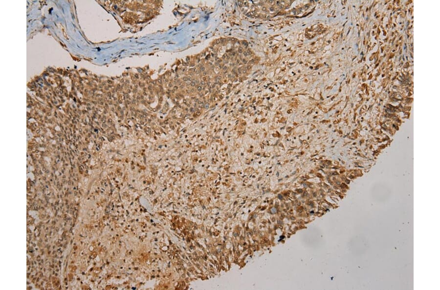 Immunohistochemistry - GALE Antibody from Signalway Antibody (43075) - Antibodies.com