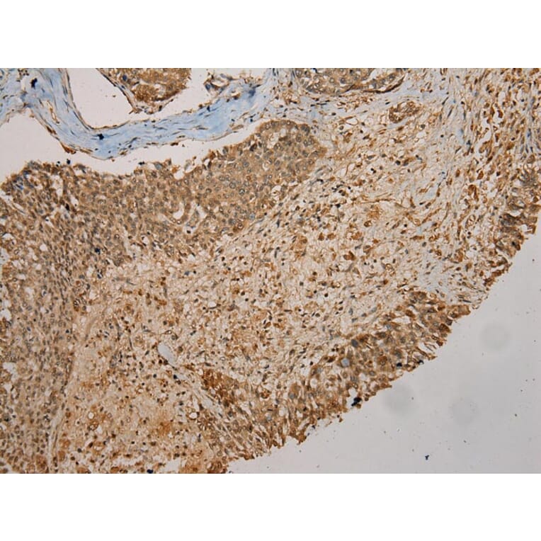 Immunohistochemistry - GALE Antibody from Signalway Antibody (43075) - Antibodies.com